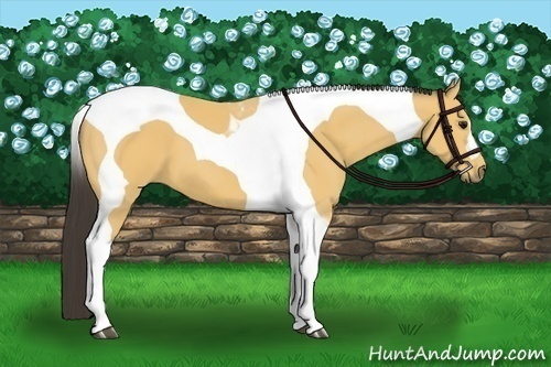 Horse Color:Buckskin Tobiano