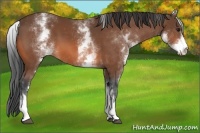 Horse Color:White Spotted Bay 