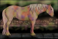 Horse Color:Nacre Chestnut