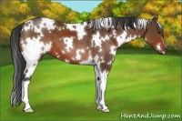 Horse Color:White Spotted Bay 