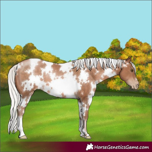 Horse Color:White Spotted Silver Brown Pearl