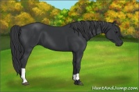 Horse Color:Black  and Black 