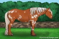 Horse Color:White Spotted Silver Bay