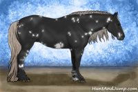 Horse Color:Gray White Spotted Silver Brown