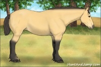 Horse Color:Buckskin 
