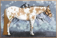 Horse Color:White Spotted Liver Chestnut Pearl Appaloosa