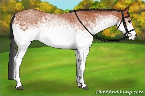 Horse Color:White Spotted Bay Rabicano 