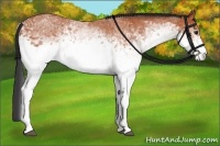 Horse Color:White Spotted Bay Rabicano 