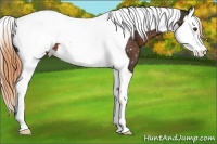 Horse Color:Liver Chestnut Splash Tobiano Snowcap 