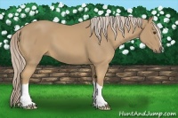 Horse Color:Palomino