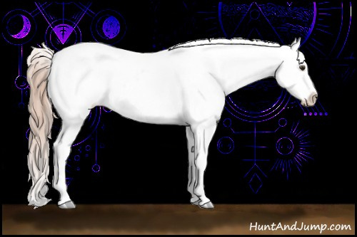 Horse Color:Chestnut Appaloosa 