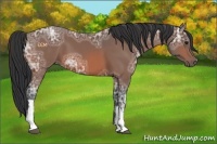 Horse Color:Bay Ice 