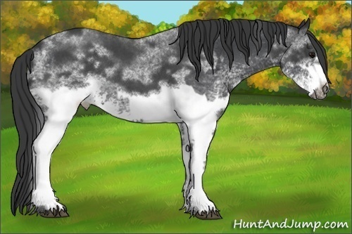 Horse Color:White Spotted Blue Roan Rabicano and White Spotted Blue Roan Frame Rabicano