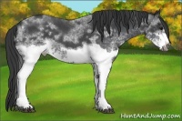 Horse Color:White Spotted Blue Roan Rabicano  and White Spotted Blue Roan Frame Rabicano 
