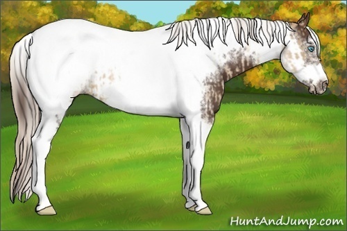 Horse Color:Chocolate Palomino Pearl Tobiano Frame and Liver Chestnut Tobiano Frame
