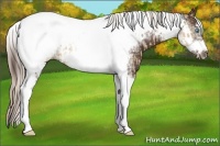 Horse Color:Chocolate Palomino Pearl Tobiano Frame and Liver Chestnut Tobiano Frame