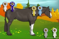 Horse Color:Smoky Black 