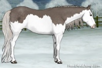Horse Color:Silver Black Splash