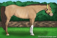 Horse Color:Amber Champagne Rabicano