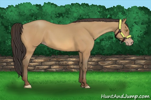 Horse Color:Amber Champagne 