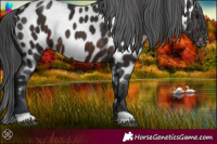 Horse Color:Brown Appaloosa