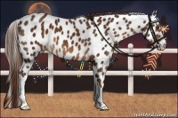 Horse Color:Liver Chestnut Appaloosa 
