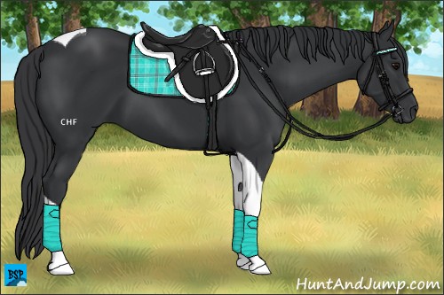 Horse Color:Black Tobiano
