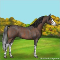 Horse Color:Blue Roan Sabino Splash  and Brown Roan Sabino Splash 