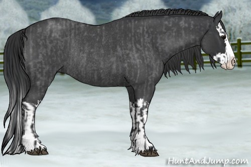 Horse Color:Blue Roan Sabino Splash  and Blue Roan Sabino Splash Rabicano 