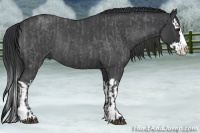 Horse Color:Blue Roan Sabino Splash and Blue Roan Sabino Splash Rabicano