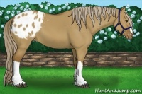 Horse Color:Chocolate Palomino Dun Varnish 