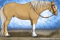 Horse Color:Palomino