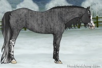 Horse Color:Blue Roan Sabino Splash  and Blue Roan Sabino Splash Rabicano 