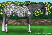 Horse Color:Blue Roan Sabino Splash  and Blue Roan Sabino Splash Appaloosa 