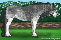 Horse Color:White Spotted Blue Roan Rabicano  and White Spotted Blue Roan Rabicano 
