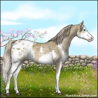 Horse Color:Chocolate Palomino Ice Sabino Splash Appaloosa 