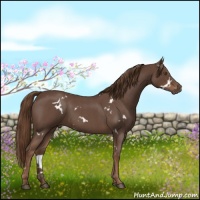 Horse Color:White Spotted Liver Red Roan 