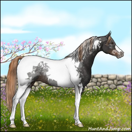 Horse Color:Liver Chestnut Tobiano Rabicano