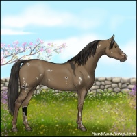 Horse Color:White Spotted Liver Red Dun 