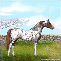 Horse Color:Liver Chestnut Tobiano Appaloosa