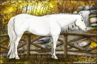 Horse Color:Palomino Pearl Dun Sabino Appaloosa Rabicano 