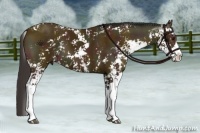 Horse Color:Midnight Buckskin Sabino 