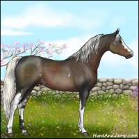 Horse Color:White Spotted Liver Chestnut