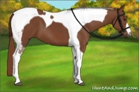 Horse Color:Chestnut Tobiano