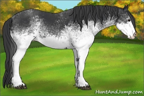 Horse Color:White Spotted Black 