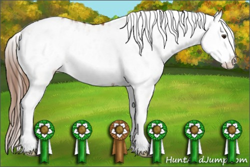 Horse Color:White Spotted Chestnut Appaloosa 