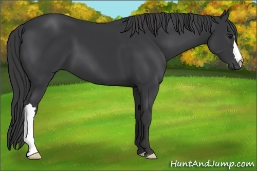 Horse Color:Black 