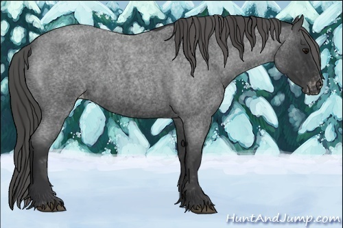 Horse Color:Blue Roan Appaloosa