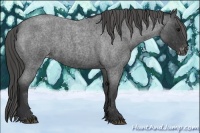 Horse Color:Blue Roan Varnish