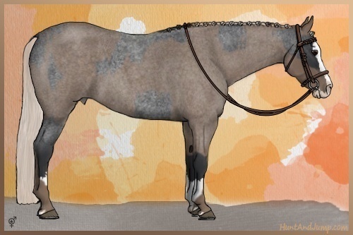 Horse Color:Blue Roan Sabino Splash and Silver Blue Roan Sabino Splash